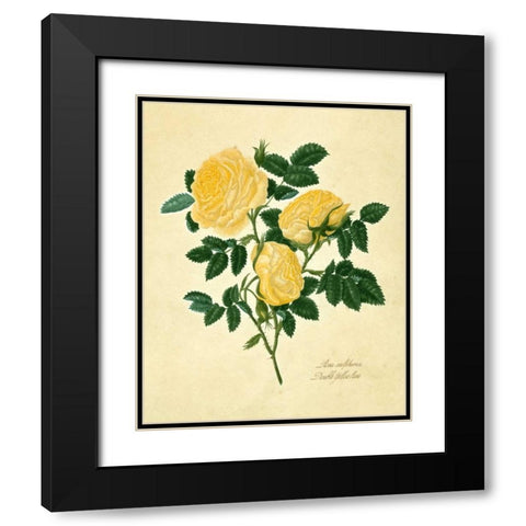 Double Yellow Rose Black Modern Wood Framed Art Print with Double Matting by Lawrence, Mary