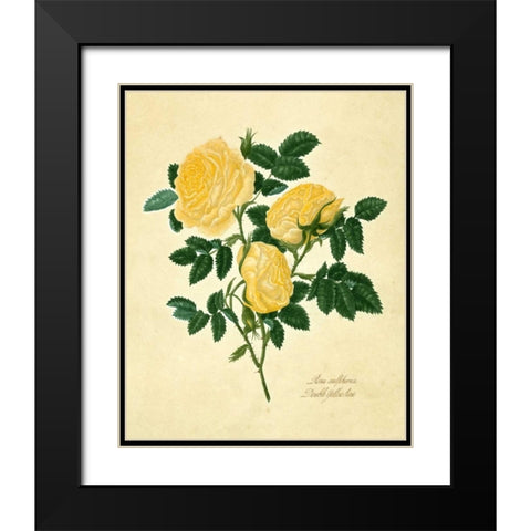 Double Yellow Rose Black Modern Wood Framed Art Print with Double Matting by Lawrence, Mary