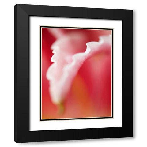 Macro Tulip I Black Modern Wood Framed Art Print with Double Matting by Nourock, Jonathan