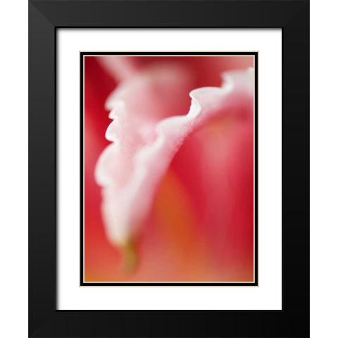 Macro Tulip I Black Modern Wood Framed Art Print with Double Matting by Nourock, Jonathan