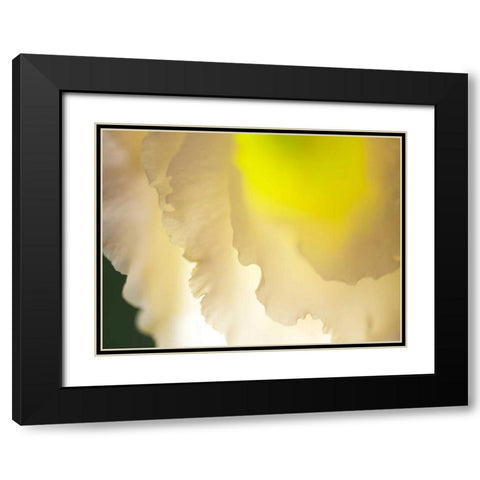 White Lisianthus II Black Modern Wood Framed Art Print with Double Matting by Nourock, Jonathan