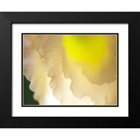 White Lisianthus II Black Modern Wood Framed Art Print with Double Matting by Nourock, Jonathan