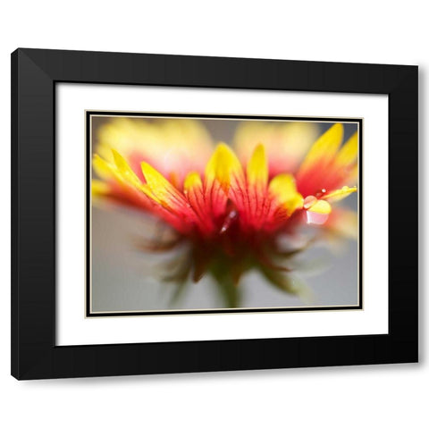 Gaillardia II Black Modern Wood Framed Art Print with Double Matting by Nourock, Jonathan
