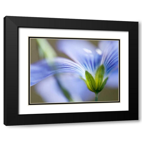 Blue Flax I Black Modern Wood Framed Art Print with Double Matting by Nourock, Jonathan