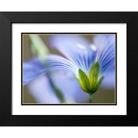 Blue Flax I Black Modern Wood Framed Art Print with Double Matting by Nourock, Jonathan