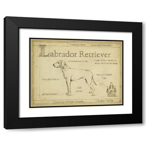 Antique Labrador Retriever (ASH) Black Modern Wood Framed Art Print with Double Matting by Harper, Ethan
