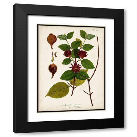 Antique Greenery I Black Modern Wood Framed Art Print with Double Matting by Unknown