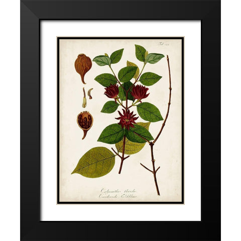 Antique Greenery I Black Modern Wood Framed Art Print with Double Matting by Unknown