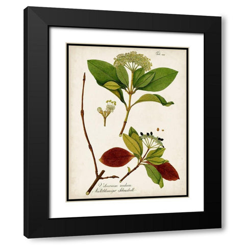 Antique Greenery II Black Modern Wood Framed Art Print with Double Matting by Unknown