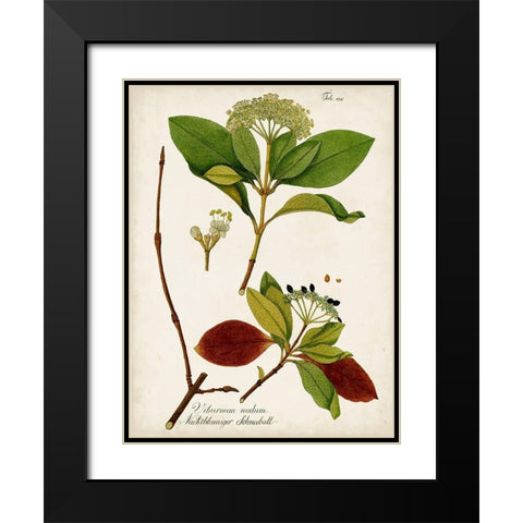 Antique Greenery II Black Modern Wood Framed Art Print with Double Matting by Unknown