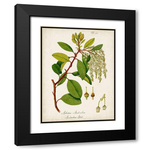 Antique Greenery III Black Modern Wood Framed Art Print with Double Matting by Unknown