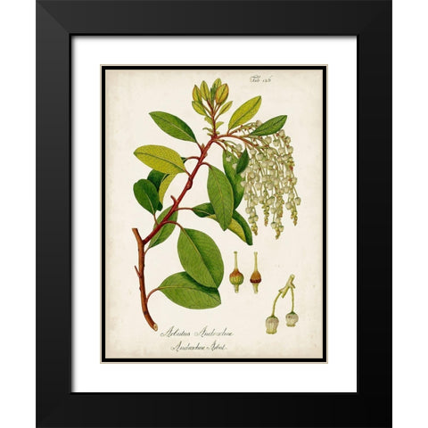 Antique Greenery III Black Modern Wood Framed Art Print with Double Matting by Unknown