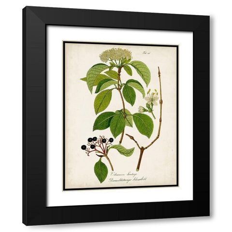 Antique Greenery IV Black Modern Wood Framed Art Print with Double Matting by Unknown