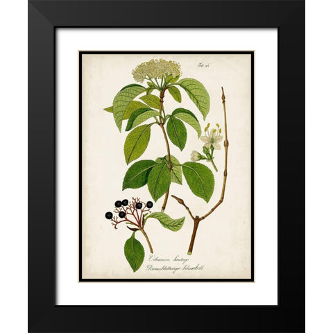 Antique Greenery IV Black Modern Wood Framed Art Print with Double Matting by Unknown