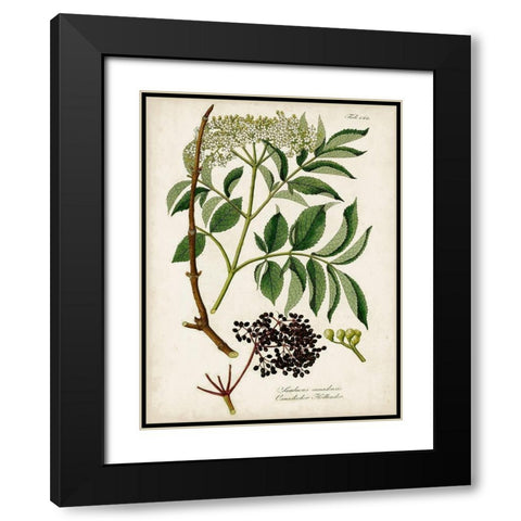 Antique Greenery V Black Modern Wood Framed Art Print with Double Matting by Unknown