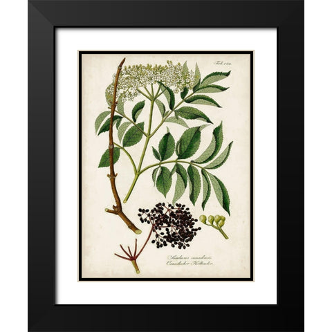Antique Greenery V Black Modern Wood Framed Art Print with Double Matting by Unknown