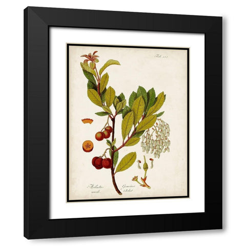 Antique Greenery VI Black Modern Wood Framed Art Print with Double Matting by Unknown