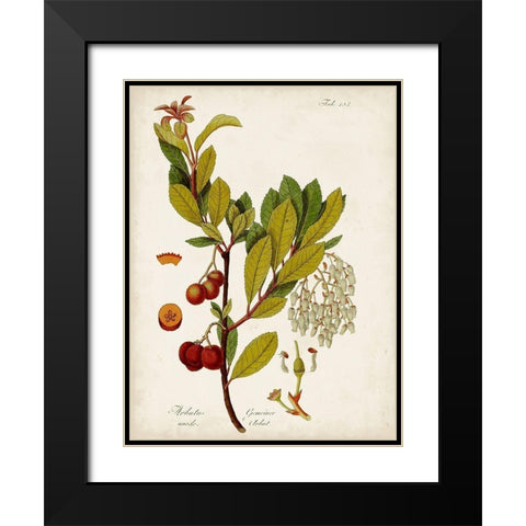 Antique Greenery VI Black Modern Wood Framed Art Print with Double Matting by Unknown
