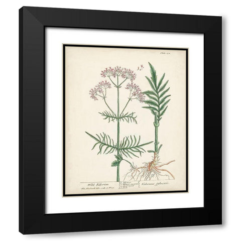 Antique Herbs I Black Modern Wood Framed Art Print with Double Matting by Unknown