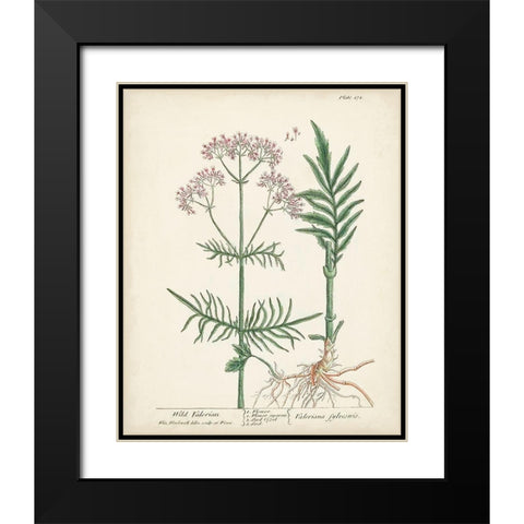 Antique Herbs I Black Modern Wood Framed Art Print with Double Matting by Unknown