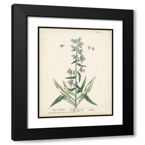 Antique Herbs II Black Modern Wood Framed Art Print with Double Matting by Unknown