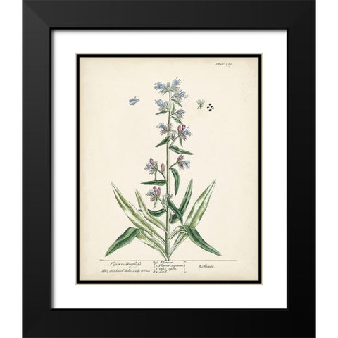 Antique Herbs II Black Modern Wood Framed Art Print with Double Matting by Unknown