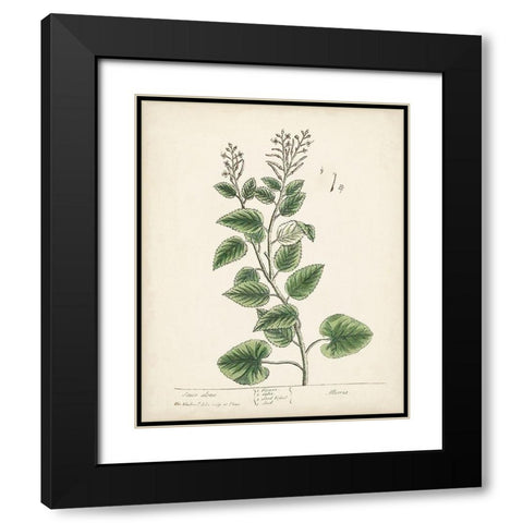 Antique Herbs III Black Modern Wood Framed Art Print with Double Matting by Unknown