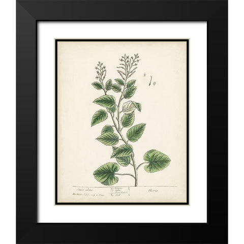 Antique Herbs III Black Modern Wood Framed Art Print with Double Matting by Unknown