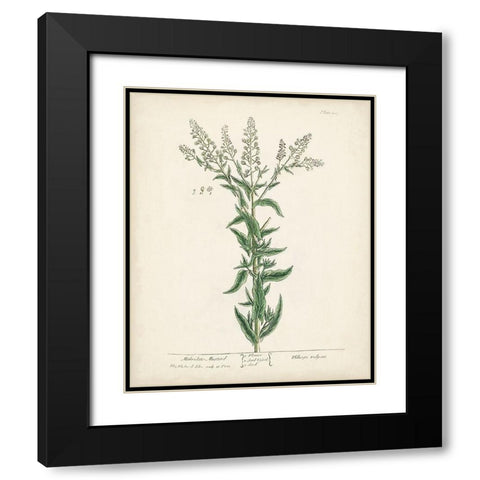 Antique Herbs IV Black Modern Wood Framed Art Print with Double Matting by Unknown