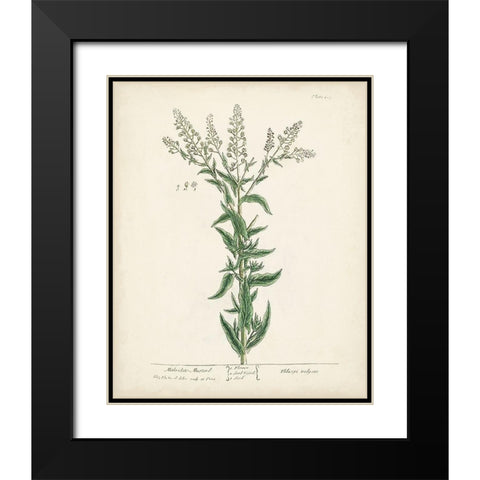 Antique Herbs IV Black Modern Wood Framed Art Print with Double Matting by Unknown