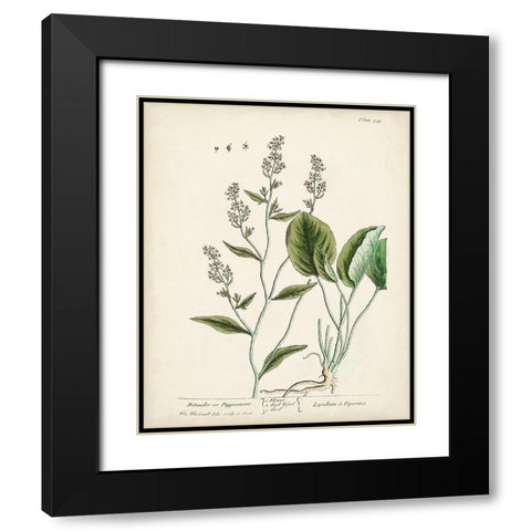 Antique Herbs V Black Modern Wood Framed Art Print with Double Matting by Unknown