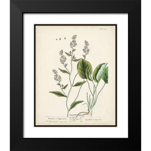 Antique Herbs V Black Modern Wood Framed Art Print with Double Matting by Unknown