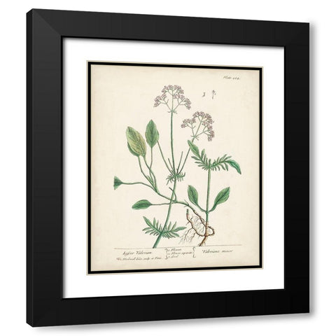 Antique Herbs VI Black Modern Wood Framed Art Print with Double Matting by Unknown