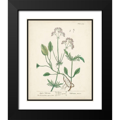 Antique Herbs VI Black Modern Wood Framed Art Print with Double Matting by Unknown