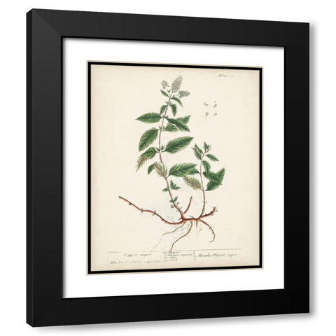 Antique Herbs VII Black Modern Wood Framed Art Print with Double Matting by Unknown
