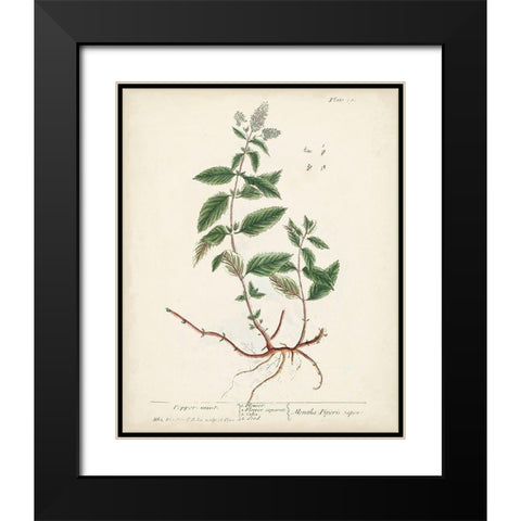 Antique Herbs VII Black Modern Wood Framed Art Print with Double Matting by Unknown