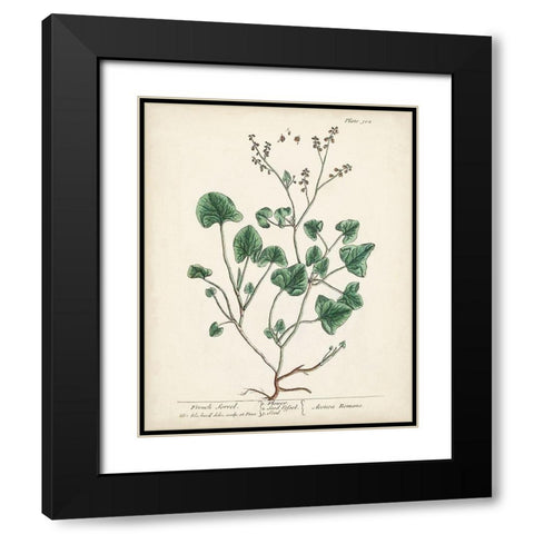Antique Herbs VIII Black Modern Wood Framed Art Print with Double Matting by Unknown