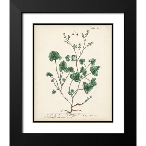 Antique Herbs VIII Black Modern Wood Framed Art Print with Double Matting by Unknown