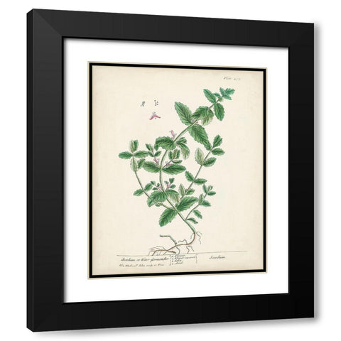 Antique Herbs IX Black Modern Wood Framed Art Print with Double Matting by Unknown
