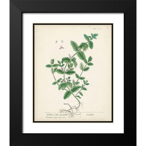 Antique Herbs IX Black Modern Wood Framed Art Print with Double Matting by Unknown