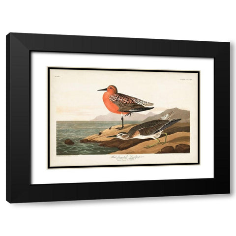 Pl. 315 Red-breasted Sandpiper Black Modern Wood Framed Art Print with Double Matting by Audubon, John James