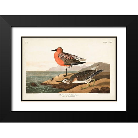 Pl. 315 Red-breasted Sandpiper Black Modern Wood Framed Art Print with Double Matting by Audubon, John James