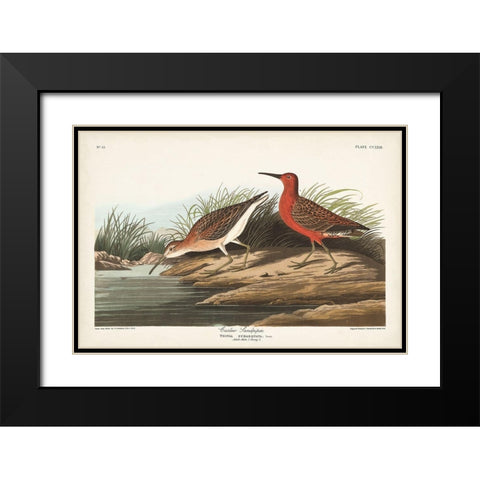 Pl. 263 Curlew Sandpiper Black Modern Wood Framed Art Print with Double Matting by Audubon, John James