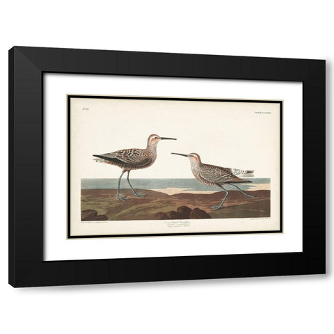 Pl. 344 Long-legged Sandpiper Black Modern Wood Framed Art Print with Double Matting by Audubon, John James