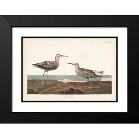 Pl. 344 Long-legged Sandpiper Black Modern Wood Framed Art Print with Double Matting by Audubon, John James