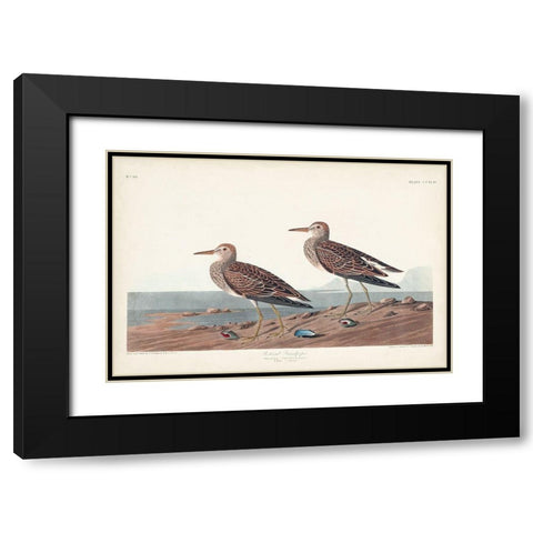 Pl. 294 Pectoral Sandpiper Black Modern Wood Framed Art Print with Double Matting by Audubon, John James