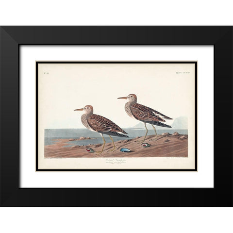 Pl. 294 Pectoral Sandpiper Black Modern Wood Framed Art Print with Double Matting by Audubon, John James
