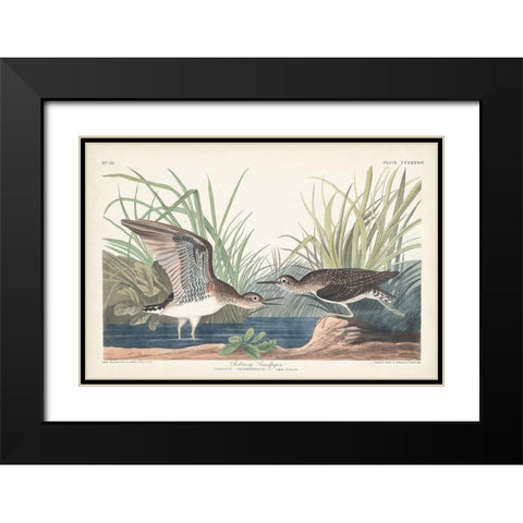 Pl. 289 Solitary Sandpiper Black Modern Wood Framed Art Print with Double Matting by Audubon, John James