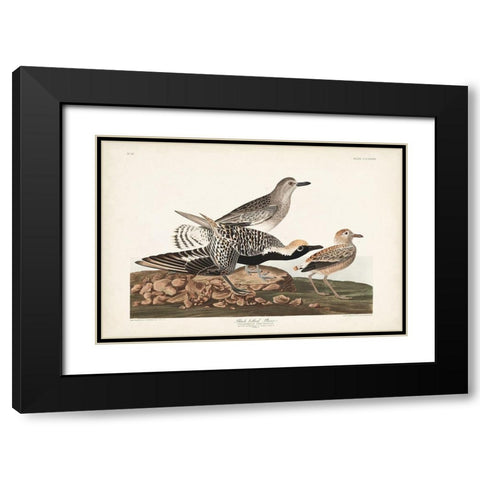 Pl. 334 Black-bellied Plover Black Modern Wood Framed Art Print with Double Matting by Audubon, John James