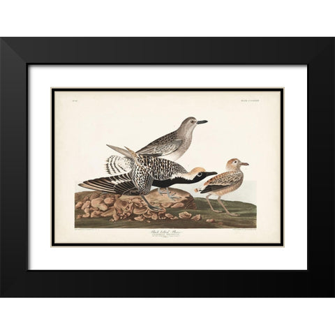 Pl. 334 Black-bellied Plover Black Modern Wood Framed Art Print with Double Matting by Audubon, John James